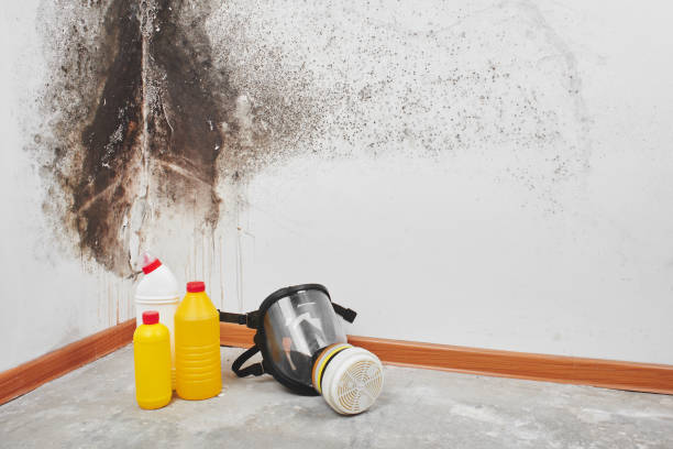 Best Residential Mold Removal  in Rock Falls, IL