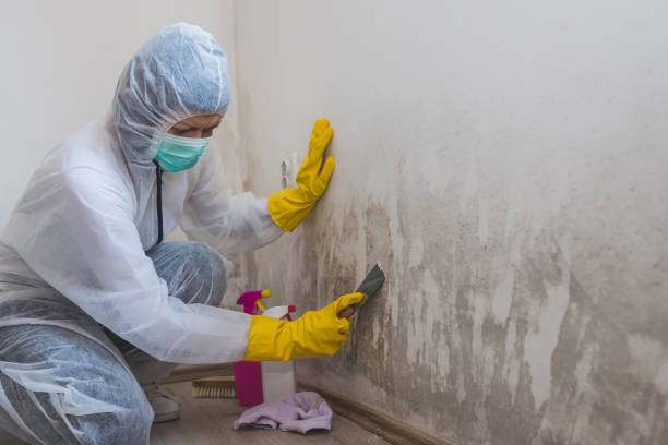 Best Mold Remediation Experts  in Rock Falls, IL