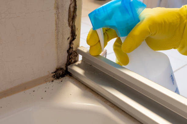 Best Mold Damage Repair  in Rock Falls, IL