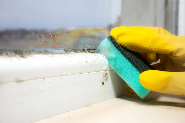 Best Office Mold Removal Services  in Rock Falls, IL