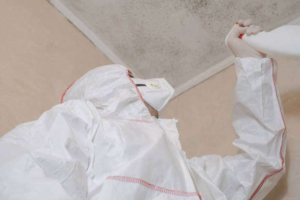 Best Mold Removal Company Near Me  in Rock Falls, IL
