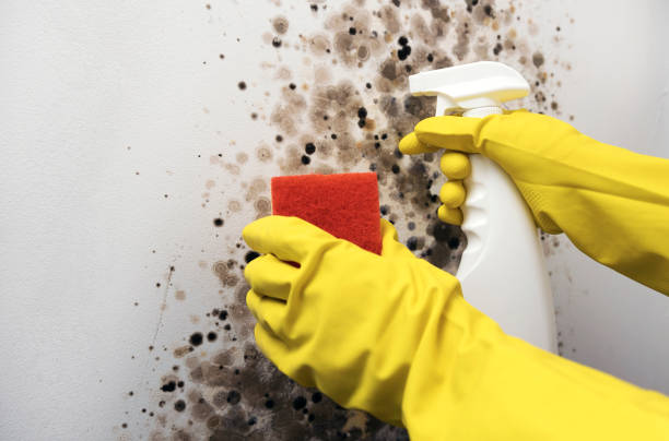 Best Mold Testing  in Rock Falls, IL