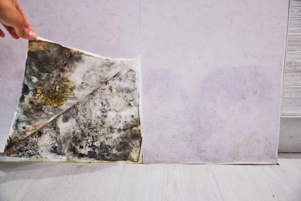 Water Damage Restoration in Rock Falls, IL